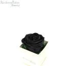 Αποχυμωμένο Παντοτινό Μαύρο Τριαντάφυλλο Σε Εκρού Κουτί Forever Rose