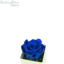 Αποχυμωμένο Παντοτινό Μπλέ Τριαντάφυλλο Σε Εκρού Κουτί Υ:9cm Forever Rose